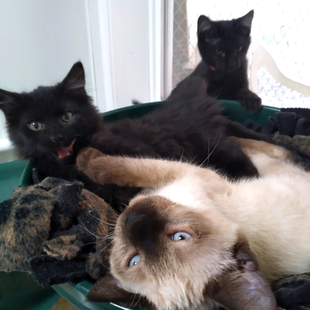 Even More Shelter Kitties